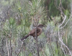 Cercotrichas coryphoeus coryphoeus