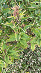 Lysimachia vulgaris