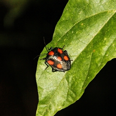 Brachystethus rubromaculatus