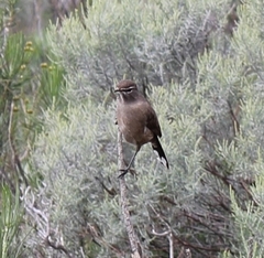 Cercotrichas coryphoeus coryphoeus