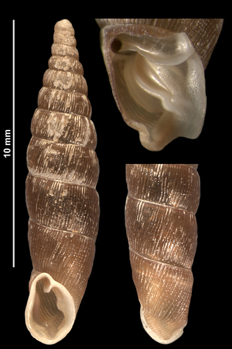 Craven Door Snail