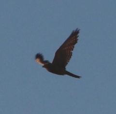 Falco rupicoloides