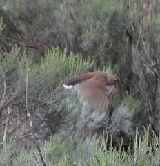 Cercotrichas coryphoeus coryphoeus