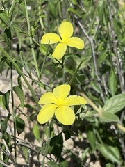 Haplophyton crooksii