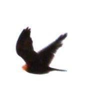 Falco rupicoloides