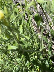 Haplophyton crooksii