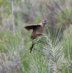 Cercotrichas coryphoeus coryphoeus