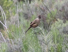 Cercotrichas coryphoeus coryphoeus
