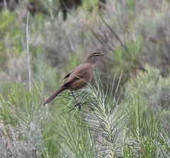 Cercotrichas coryphoeus coryphoeus