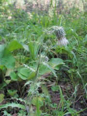 Cirsium echinus