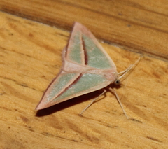 Chlorerythra rubriplaga