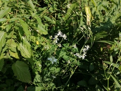 Clematis terniflora mandshurica
