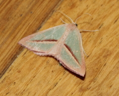 Chlorerythra rubriplaga