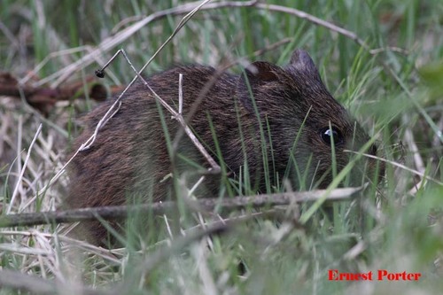 Southeastern Vlei Rat (Otomys auratus) — Near Threatened Mammalia