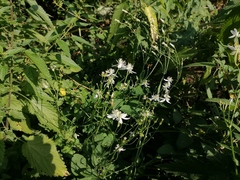 Clematis terniflora mandshurica