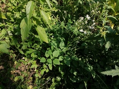Clematis terniflora mandshurica