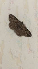 Peribatodes rhomboidaria