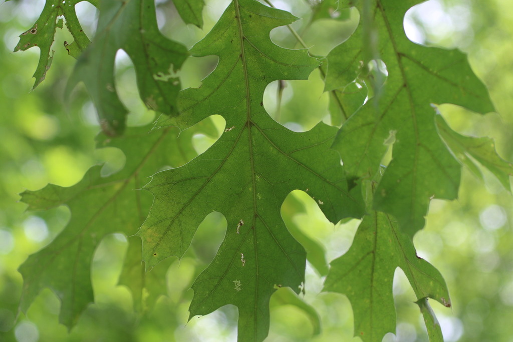 northern pin oak from Glenwood, IL, USA on August 17, 2021 at 01:27 PM ...