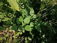 Clematis terniflora mandshurica