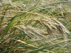 Chionochloa antarctica