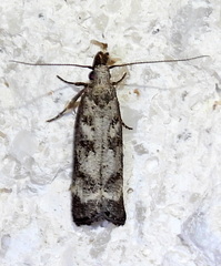 Dichomeris inversella
