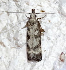 Dichomeris inversella