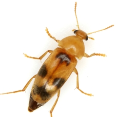 Diclidia