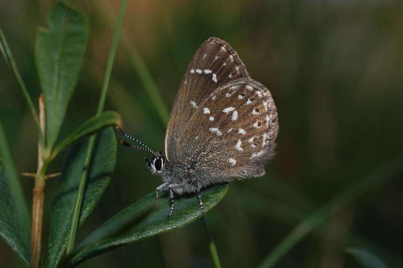 Neolycaena rhymnus