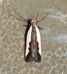 Dichomeris serrativittella