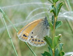 Coenonympha amaryllis