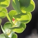 Cliffortia crenata - Photo (c) Marion Maclean, algunos derechos reservados (CC BY-NC), subido por Marion Maclean