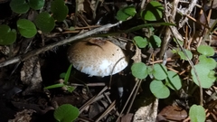 Leucoagaricus erythrellus