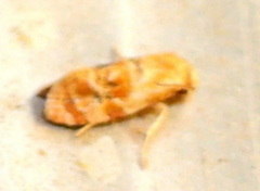 Cochylis bucera