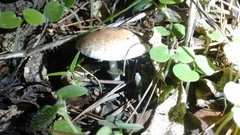 Leucoagaricus erythrellus