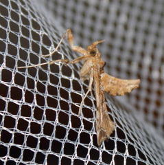 Leucinodes laisalis