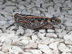 Calliptamus barbarus