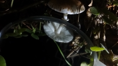 Leucoagaricus erythrellus