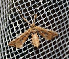 Leucinodes laisalis