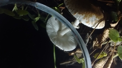 Leucoagaricus erythrellus