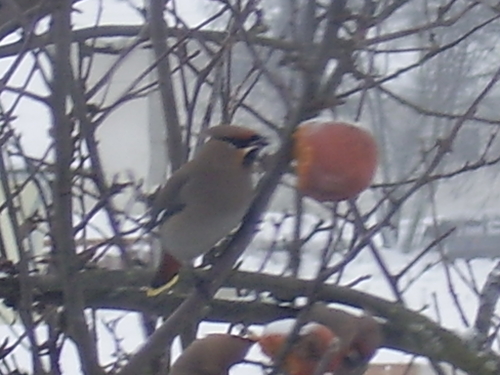 Chochláč severský (Bombycilla garrulus)