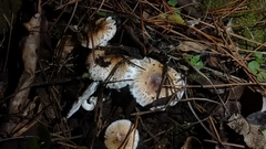 Leucoagaricus erythrellus