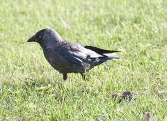 Corvus monedula