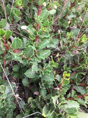 Ceanothus gloriosus gloriosus