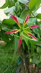 Gloriosa