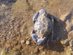 Panopeus africanus