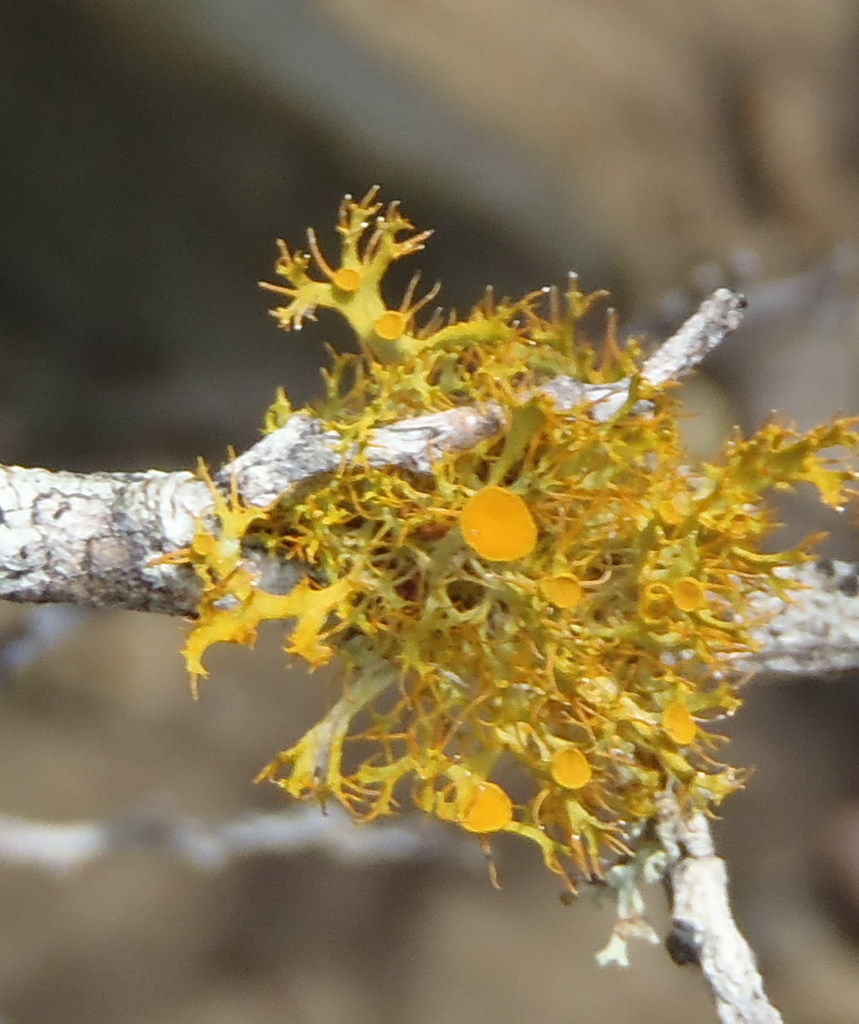 Teloschistes perrugosus