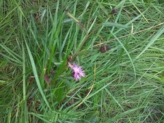 Centaurea phrygia