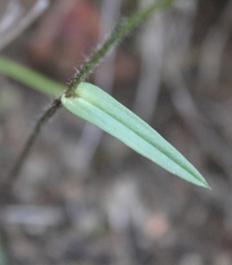Disperis capensis capensis