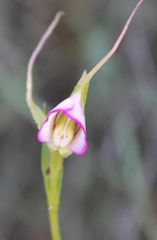Disperis capensis capensis