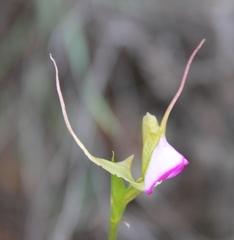 Disperis capensis capensis